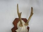 他の写真1: 鹿の角　剥製